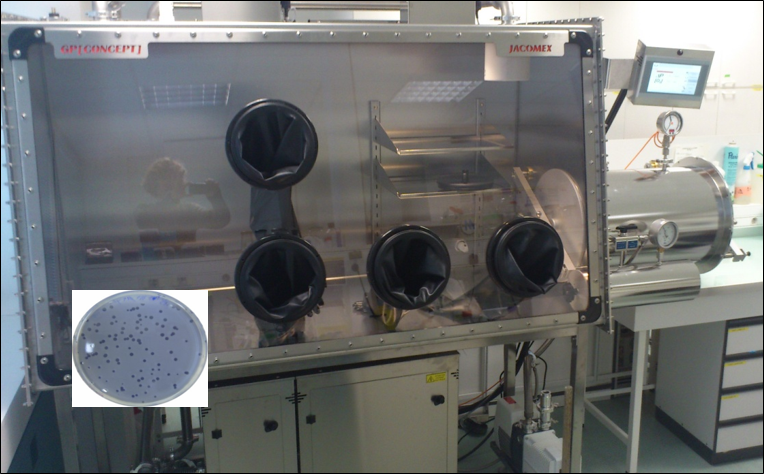 In vitro culture  in an anaerobic chamber